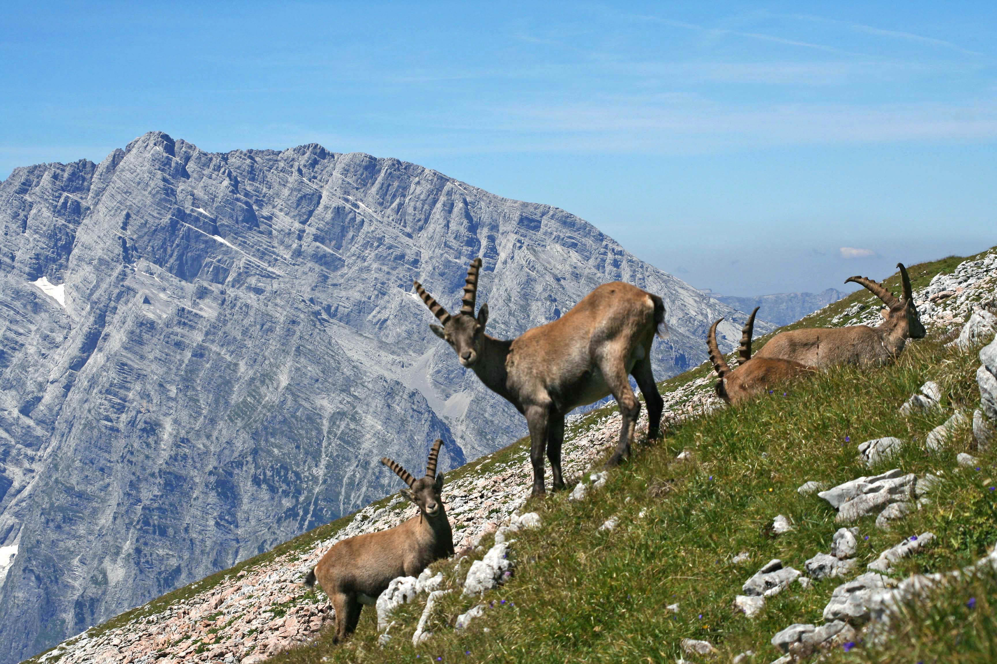  Copyright © Nationalpark Berchtesgaden  